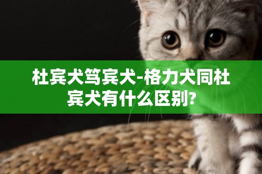 杜賓犬篤賓犬-格力犬同杜賓犬有什么區別?