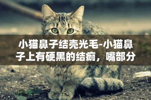 小貓鼻子結殼光毛-小貓鼻子上有硬黑的結痂，嘴部分有點掉毛