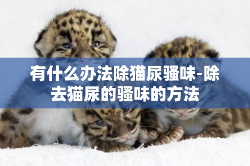 有什么辦法除貓尿騷味-除去貓尿的騷味的方法