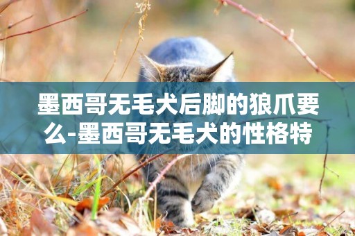 墨西哥無毛犬后腳的狼爪要么-墨西哥無毛犬的性格特點有哪些？