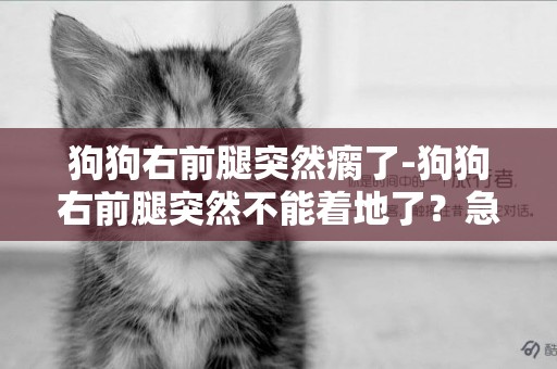 狗狗右前腿突然瘸了-狗狗右前腿突然不能著地了？急死我了