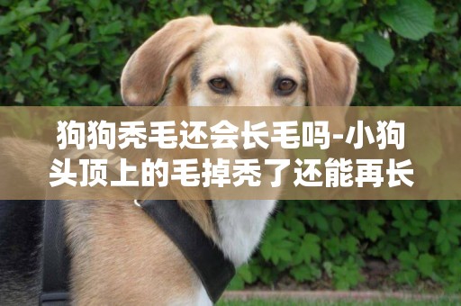 狗狗禿毛還會長毛嗎-小狗頭頂上的毛掉禿了還能再長嗎