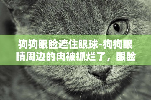 狗狗眼瞼遮住眼球-狗狗眼睛周邊的肉被抓爛了，眼瞼部分也腫了