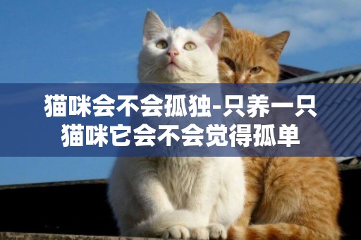 貓咪會不會孤獨-只養一只貓咪它會不會覺得孤單