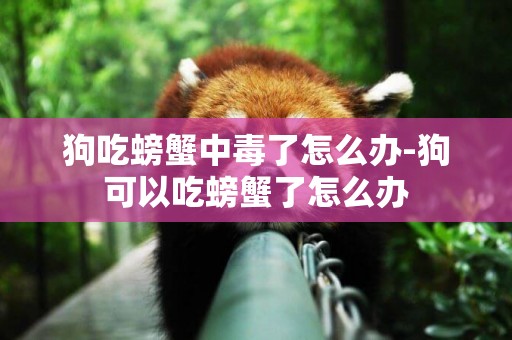 狗吃螃蟹中毒了怎么辦-狗可以吃螃蟹了怎么辦