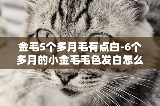 金毛5個多月毛有點白-6個多月的小金毛毛色發白怎么辦
