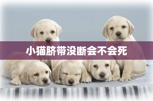 小貓臍帶沒斷會不會死