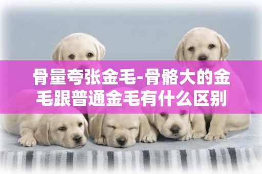 骨量夸張金毛-骨骼大的金毛跟普通金毛有什么區別
