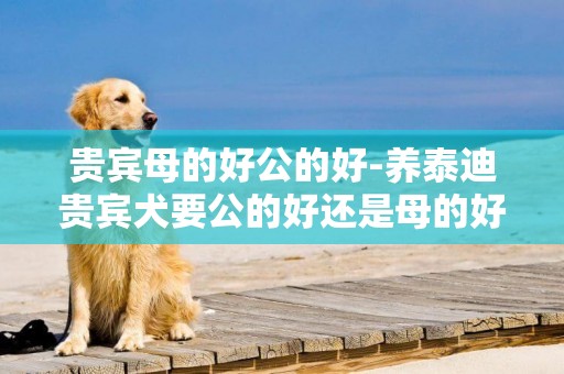 貴賓母的好公的好-養泰迪貴賓犬要公的好還是母的好