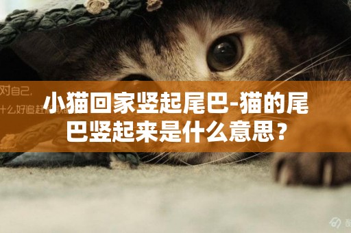 小貓回家豎起尾巴-貓的尾巴豎起來是什么意思？