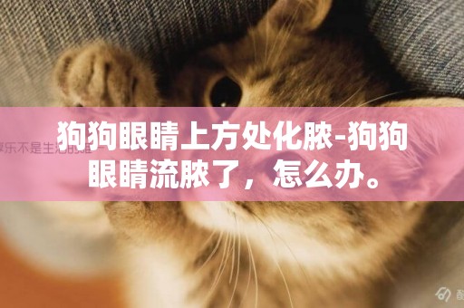 狗狗眼睛上方處化膿-狗狗眼睛流膿了，怎么辦。
