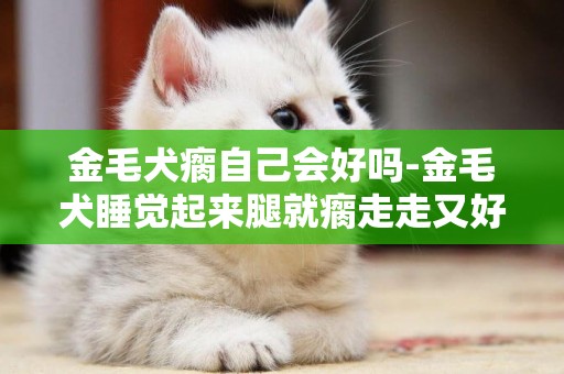 金毛犬瘸自己會好嗎-金毛犬睡覺起來腿就瘸走走又好了