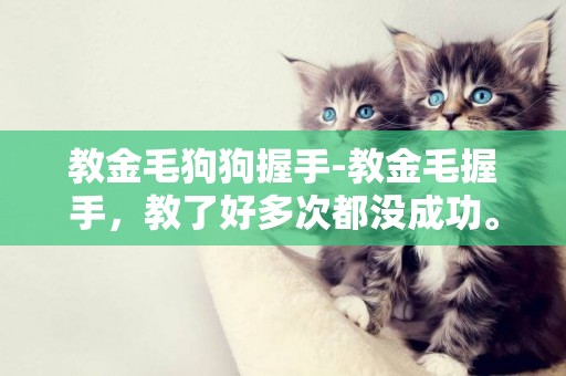 教金毛狗狗握手-教金毛握手，教了好多次都沒成功。