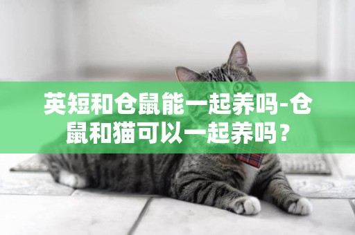 英短和倉鼠能一起養嗎-倉鼠和貓可以一起養嗎？