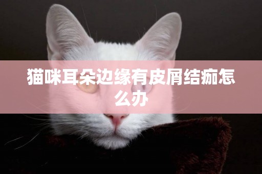 貓咪耳朵邊緣有皮屑結痂怎么辦