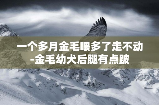 一個多月金毛喂多了走不動-金毛幼犬后腿有點跛