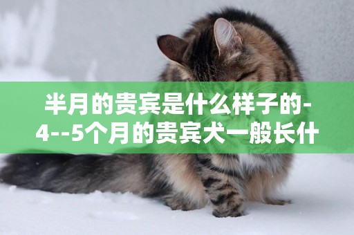 半月的貴賓是什么樣子的-4--5個月的貴賓犬一般長什么樣?