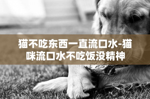 貓不吃東西一直流口水-貓咪流口水不吃飯沒精神