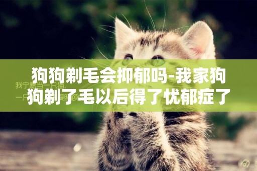 狗狗剃毛會抑郁嗎-我家狗狗剃了毛以后得了憂郁癥了