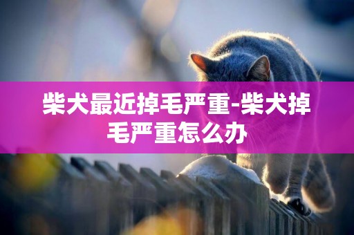 柴犬最近掉毛嚴重-柴犬掉毛嚴重怎么辦