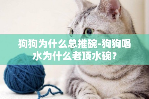 狗狗為什么總推碗-狗狗喝水為什么老頂水碗？