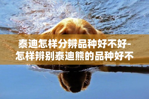 泰迪怎樣分辨品種好不好-怎樣辨別泰迪熊的品種好不好？