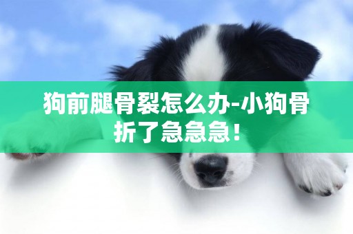 狗前腿骨裂怎么辦-小狗骨折了急急急！