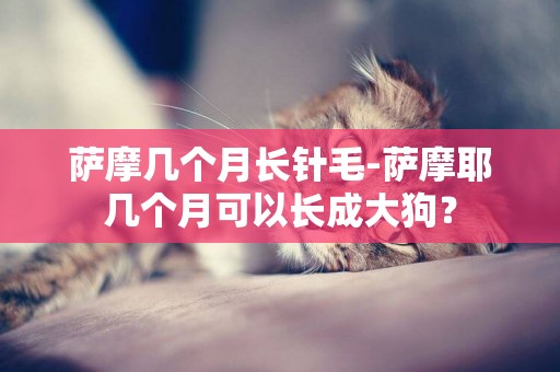 薩摩幾個月長針毛-薩摩耶幾個月可以長成大狗？