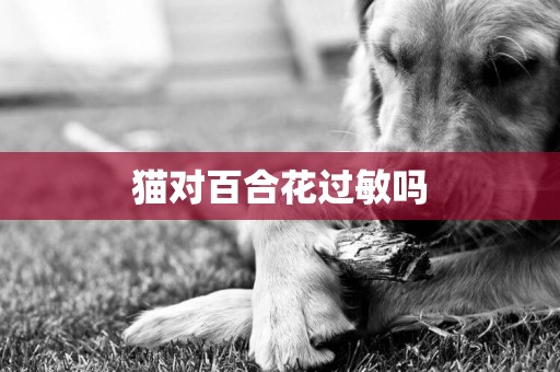 貓對百合花過敏嗎