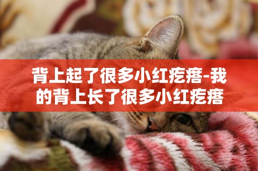 背上起了很多小紅疙瘩-我的背上長了很多小紅疙瘩