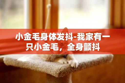 小金毛身體發抖-我家有一只小金毛，全身顫抖
