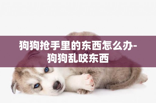 狗狗搶手里的東西怎么辦-狗狗亂咬東西