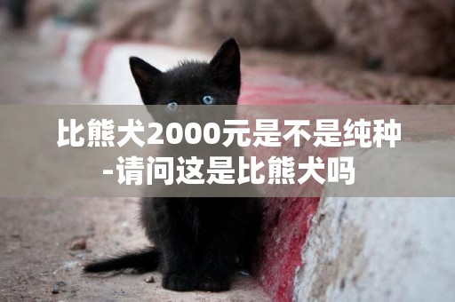 比熊犬2000元是不是純種-請問這是比熊犬嗎