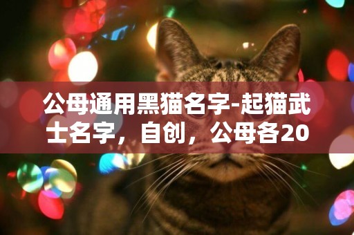 公母通用黑貓名字-起貓武士名字，自創，公母各20