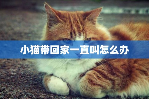 小貓帶回家一直叫怎么辦