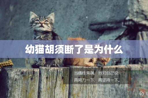 幼貓胡須斷了是為什么
