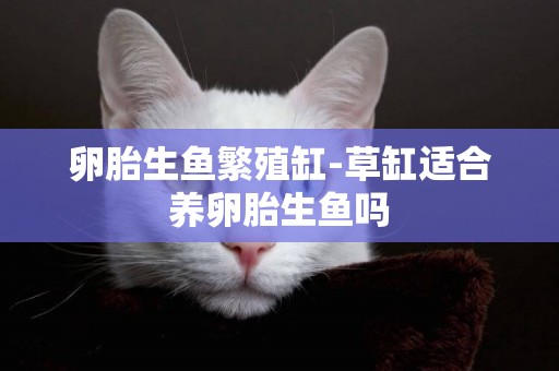 卵胎生魚繁殖缸-草缸適合養卵胎生魚嗎