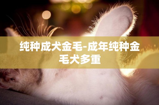 純種成犬金毛-成年純種金毛犬多重