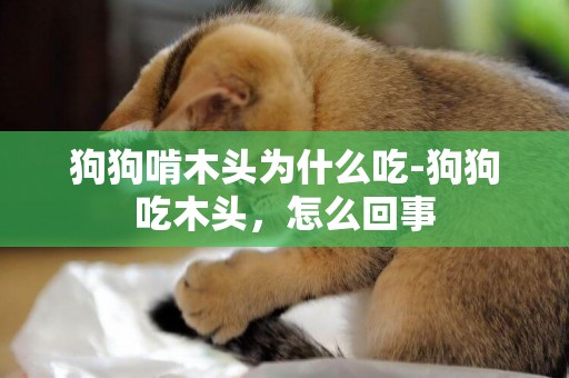狗狗啃木頭為什么吃-狗狗吃木頭，怎么回事