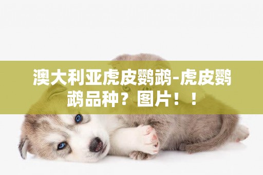 澳大利亞虎皮鸚鵡-虎皮鸚鵡品種？圖片！！