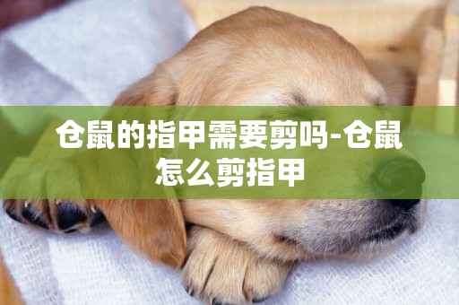 倉鼠的指甲需要剪嗎-倉鼠怎么剪指甲