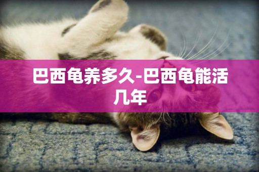 巴西龜養多久-巴西龜能活幾年