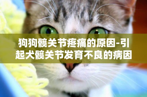 狗狗髖關節疼痛的原因-引起犬髖關節發育不良的病因？