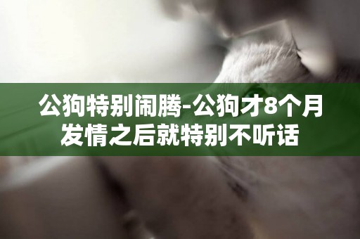 公狗特別鬧騰-公狗才8個月發情之后就特別不聽話
