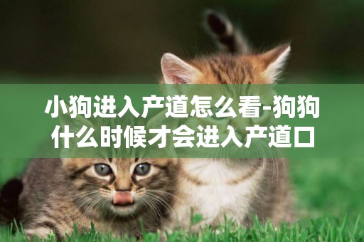 小狗進入產道怎么看-狗狗什么時候才會進入產道口