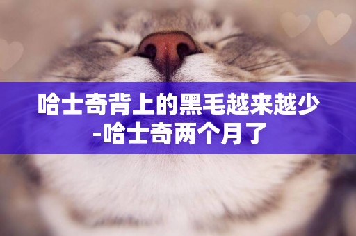 哈士奇背上的黑毛越來越少-哈士奇兩個月了