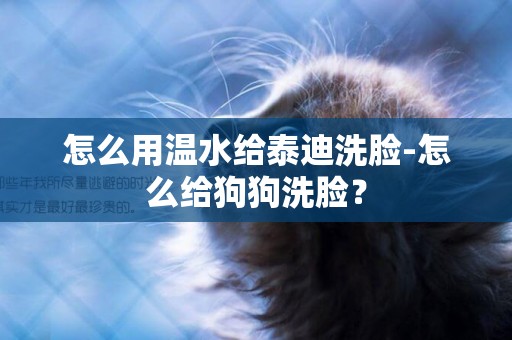 怎么用溫水給泰迪洗臉-怎么給狗狗洗臉？