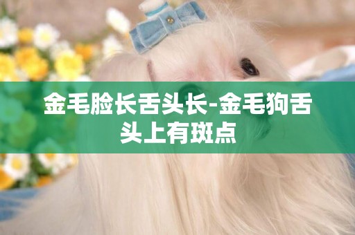 金毛臉長舌頭長-金毛狗舌頭上有斑點