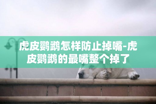 虎皮鸚鵡怎樣防止掉嘴-虎皮鸚鵡的最嘴整個掉了