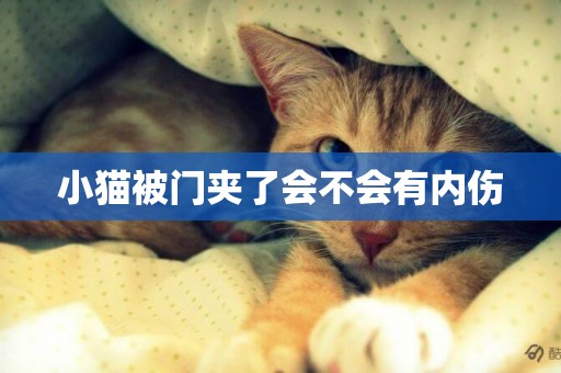 小貓被門夾了會不會有內傷